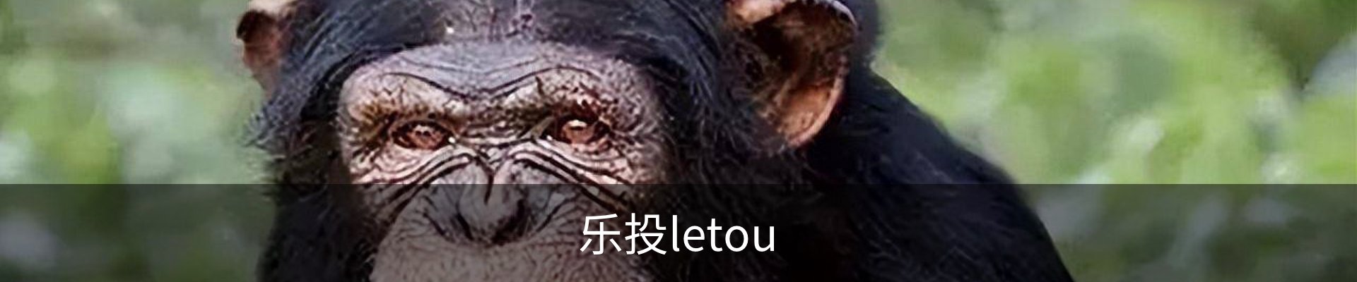 乐投letou